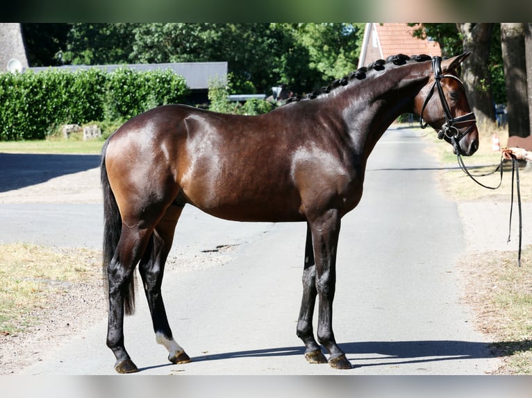 Hannoveraan Hengst 2 Jaar 166 cm Bruin in Kutenholz