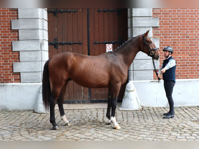 Hannoveraan Hengst 2 Jaar 166 cm  in Celle