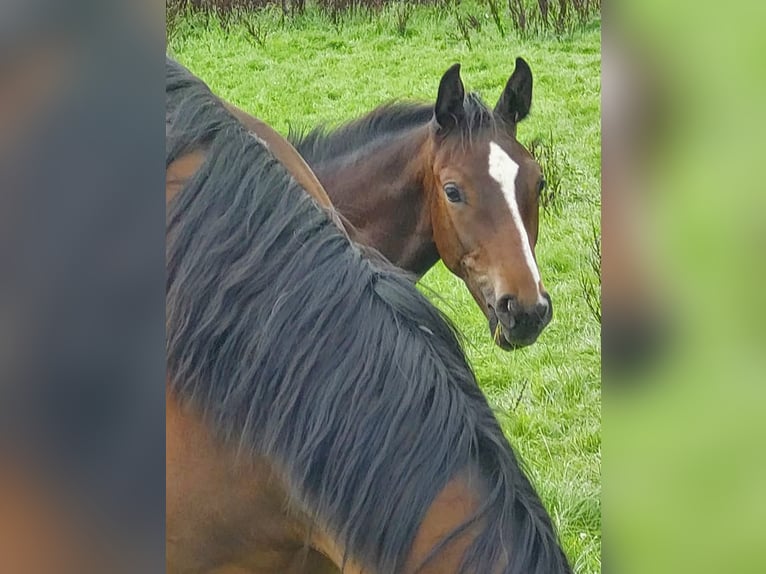 Hannoveraan Hengst 2 Jaar 166 cm in Hanerau-Hademarschen