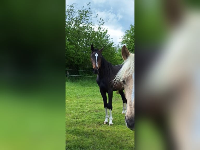 Hannoveraan Hengst 2 Jaar 166 cm in Hanerau-Hademarschen