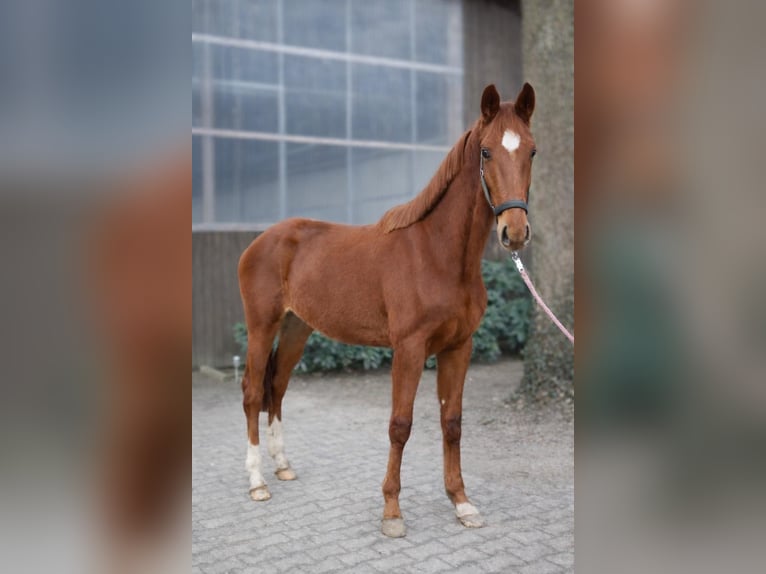 Hannoveraan Hengst 2 Jaar 166 cm Vos in Fürstenau