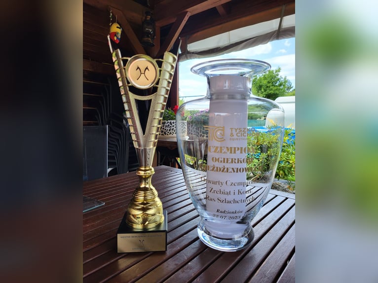 Hannoveraan Hengst 2 Jaar 166 cm Zwart in Chwarstnica