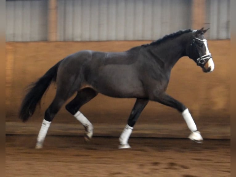 Hannoveraan Hengst 2 Jaar 166 cm Zwartbruin in Fredenbeck