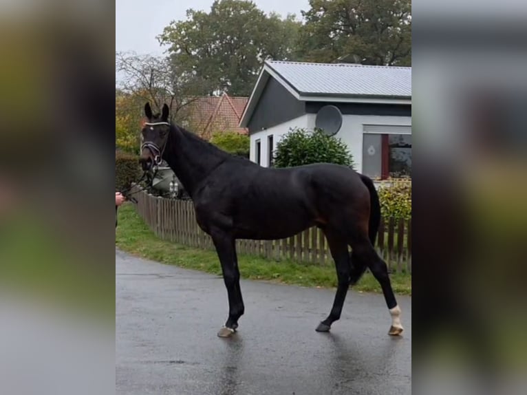 Hannoveraan Hengst 2 Jaar 167 cm Bruin in Basdahl