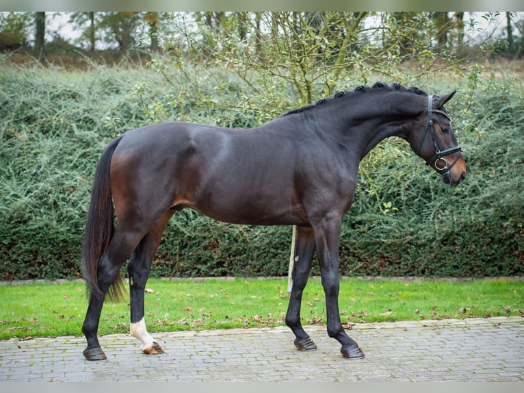 Hannoveraan Hengst 2 Jaar 167 cm Bruin in Ostercappeln