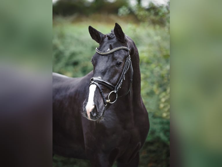 Hannoveraan Hengst 2 Jaar 167 cm Zwart in Ostercappeln