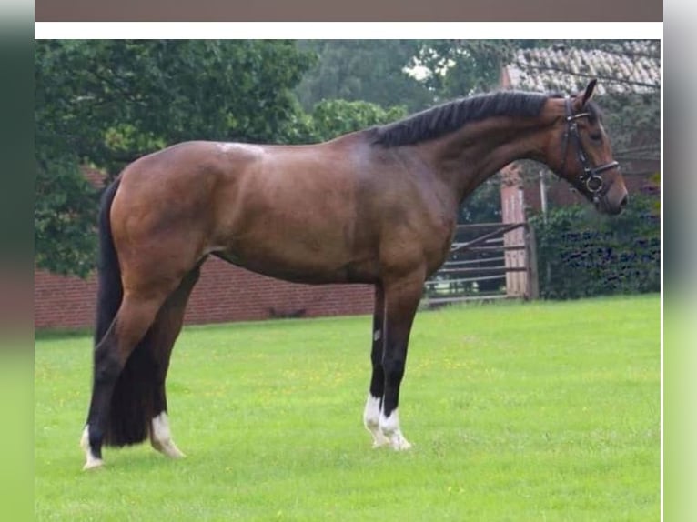 Hannoveraan Hengst 2 Jaar 168 cm Bruin in Vechta