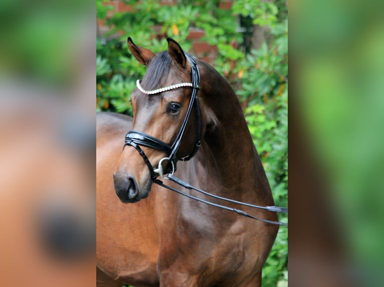 Hannoveraan Hengst 2 Jaar 168 cm Bruin in Kutenholz