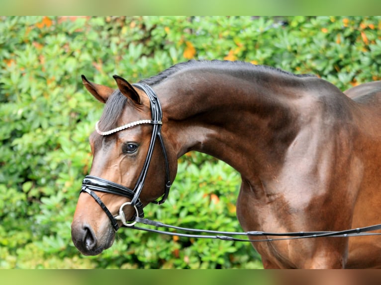 Hannoveraan Hengst 2 Jaar 168 cm Bruin in Kutenholz
