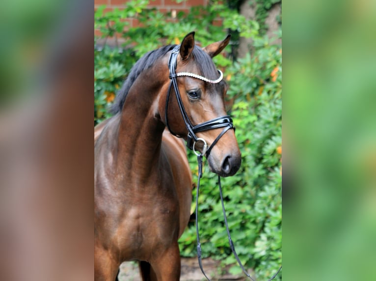 Hannoveraan Hengst 2 Jaar 168 cm Bruin in Kutenholz