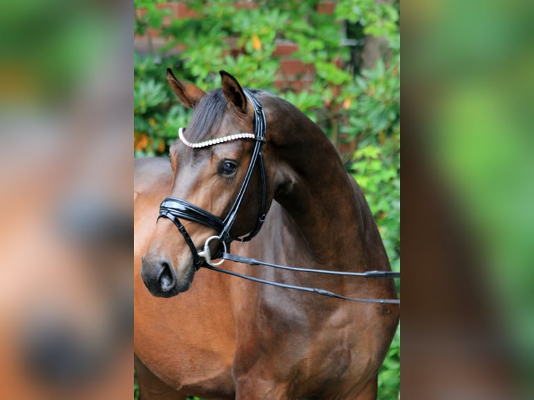 Hannoveraan Hengst 2 Jaar 168 cm Bruin in Kutenholz