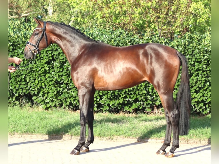 Hannoveraan Hengst 2 Jaar 168 cm Bruin in Selsingen