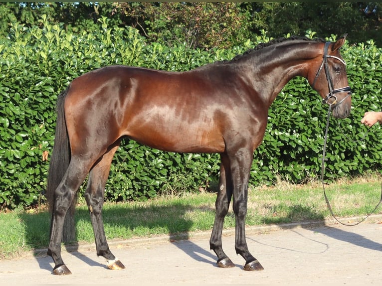 Hannoveraan Hengst 2 Jaar 168 cm Bruin in Selsingen