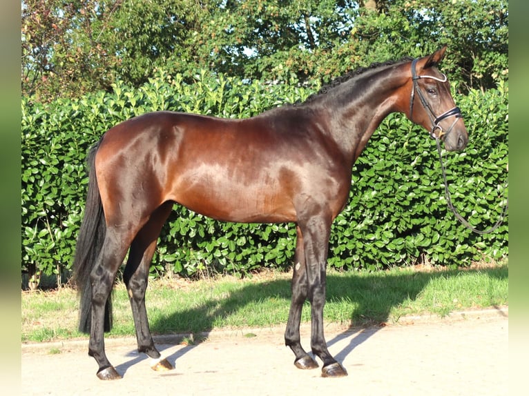 Hannoveraan Hengst 2 Jaar 168 cm Bruin in Selsingen
