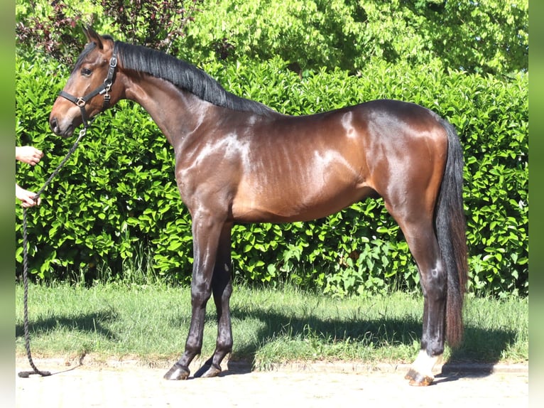 Hannoveraan Hengst 2 Jaar 168 cm Bruin in Selsingen