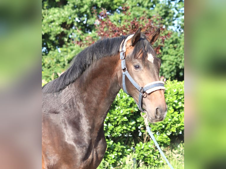 Hannoveraan Hengst 2 Jaar 168 cm Bruin in Selsingen