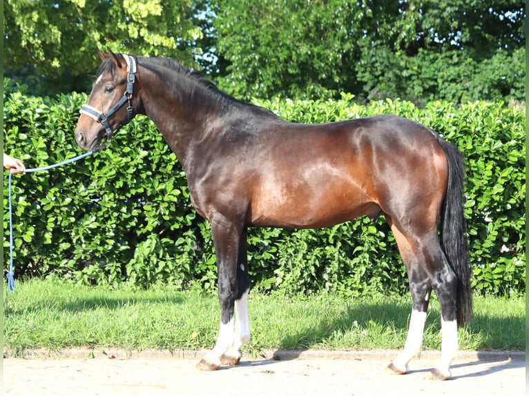 Hannoveraan Hengst 2 Jaar 168 cm Bruin in Selsingen