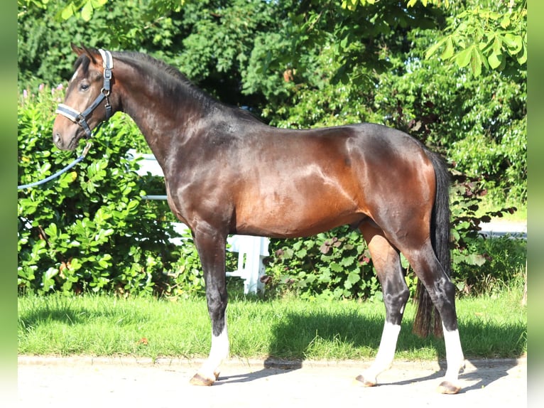 Hannoveraan Hengst 2 Jaar 168 cm Bruin in Selsingen