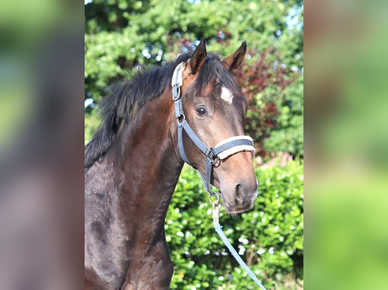 Hannoveraan Hengst 2 Jaar 168 cm Bruin in Selsingen