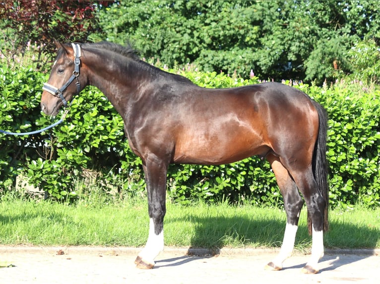 Hannoveraan Hengst 2 Jaar 168 cm Bruin in Selsingen