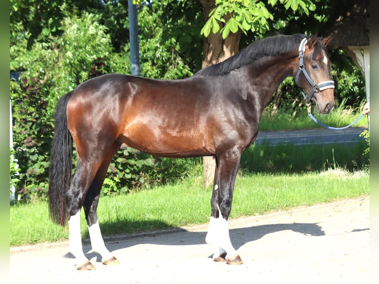 Hannoveraan Hengst 2 Jaar 168 cm Bruin in Selsingen