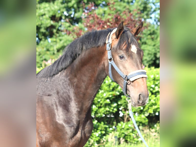 Hannoveraan Hengst 2 Jaar 168 cm Bruin in Selsingen