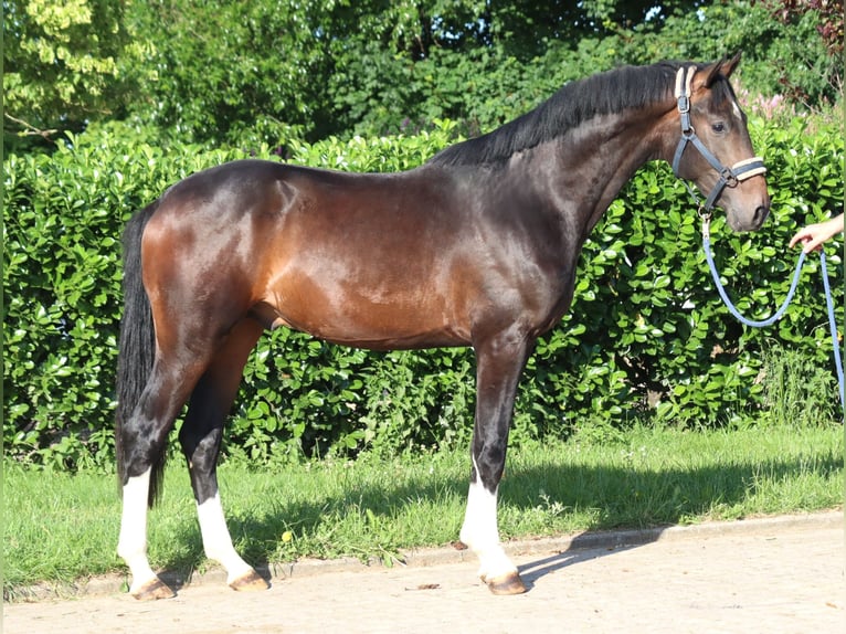 Hannoveraan Hengst 2 Jaar 168 cm Bruin in Selsingen