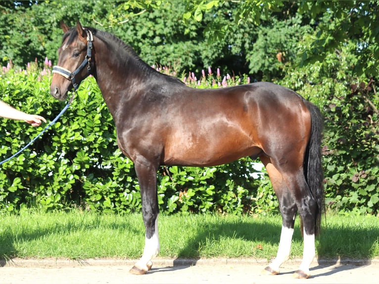 Hannoveraan Hengst 2 Jaar 168 cm Bruin in Selsingen