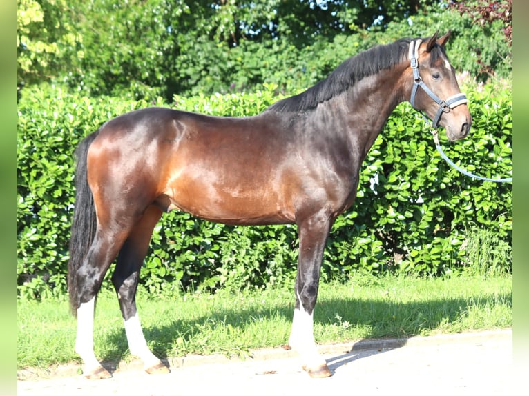 Hannoveraan Hengst 2 Jaar 168 cm Bruin in Selsingen