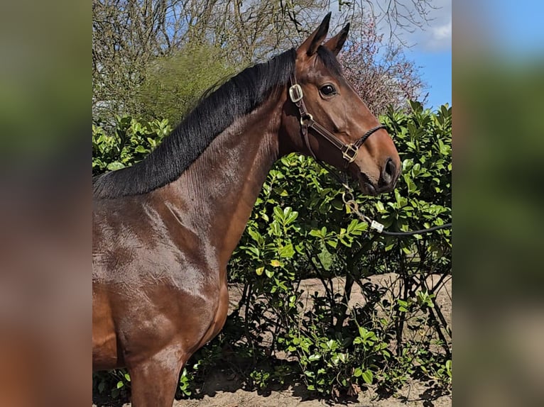 Hannoveraan Hengst 2 Jaar 168 cm Bruin in Niederlangen