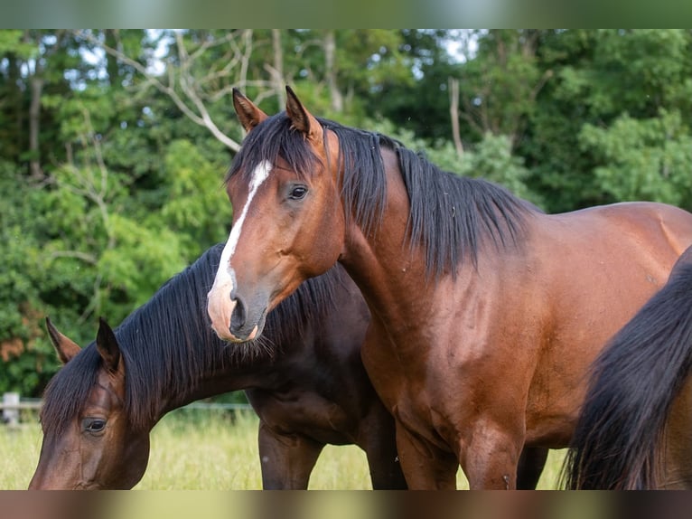 Hannoveraan Hengst 2 Jaar 168 cm Bruin in Wurster Nordseeküste