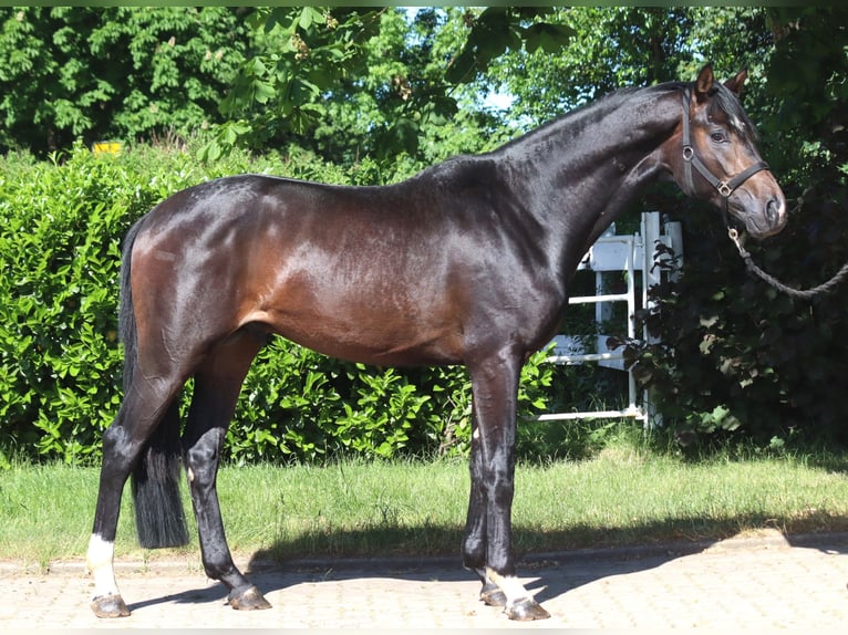 Hannoveraan Hengst 2 Jaar 168 cm Donkerbruin in Selsingen
