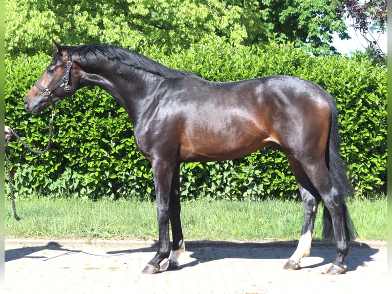 Hannoveraan Hengst 2 Jaar 168 cm Donkerbruin in Selsingen
