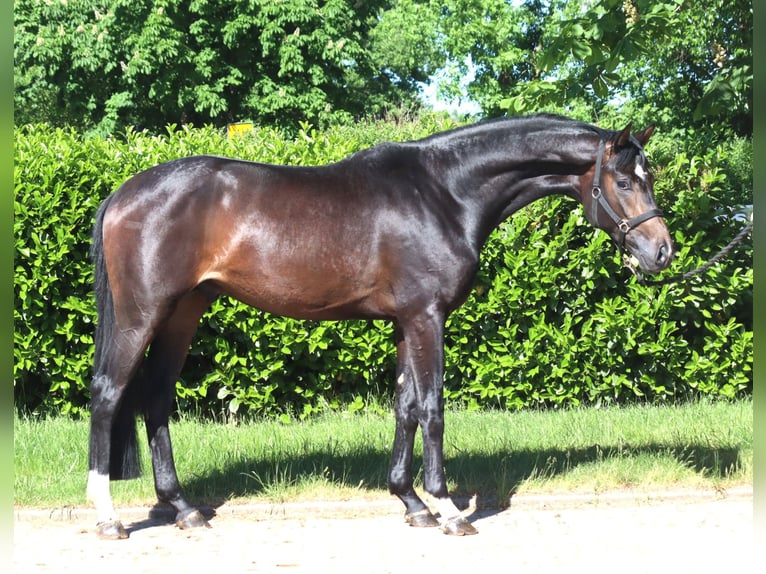 Hannoveraan Hengst 2 Jaar 168 cm Donkerbruin in Selsingen