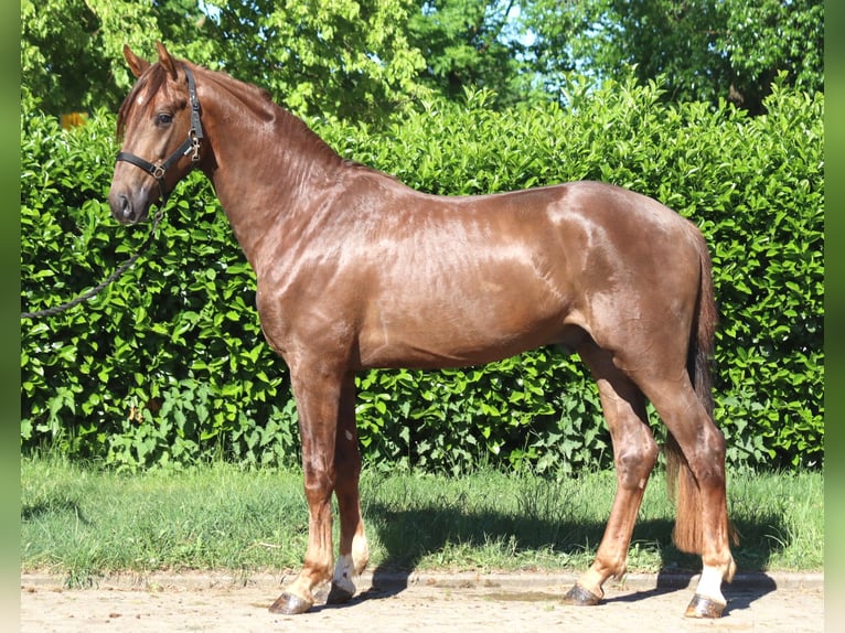 Hannoveraan Hengst 2 Jaar 168 cm Donkere-vos in Selsingen
