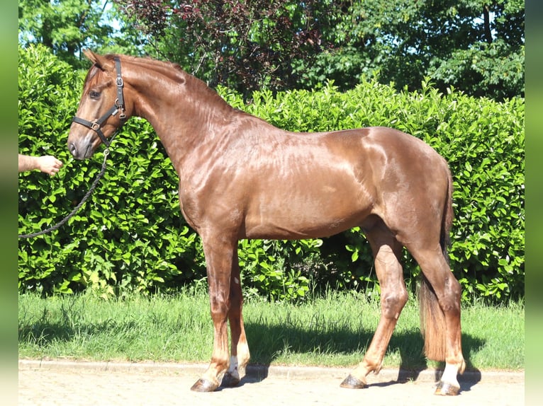 Hannoveraan Hengst 2 Jaar 168 cm Donkere-vos in Selsingen