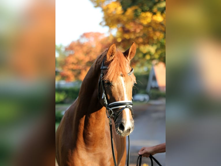 Hannoveraan Hengst 2 Jaar 168 cm Vos in Kutenholz