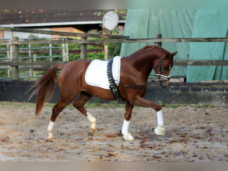 Hannoveraan Hengst 2 Jaar 168 cm Vos in Kutenholz