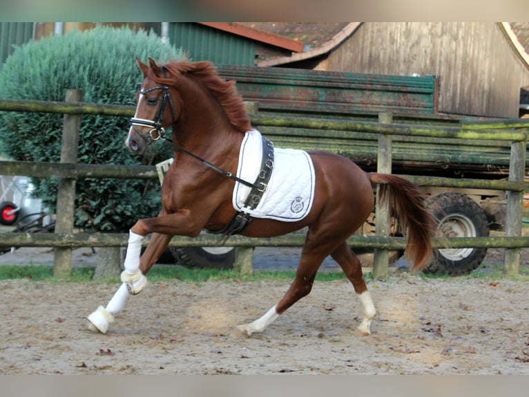 Hannoveraan Hengst 2 Jaar 168 cm Vos in Kutenholz