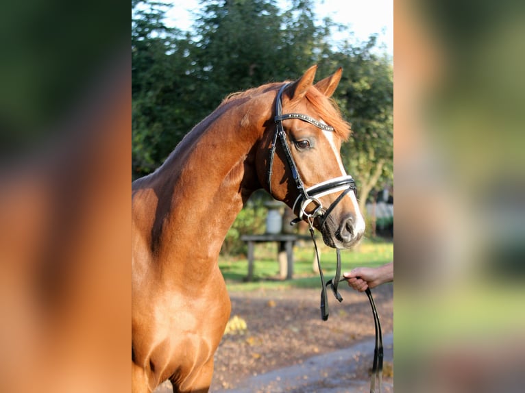 Hannoveraan Hengst 2 Jaar 168 cm Vos in Kutenholz