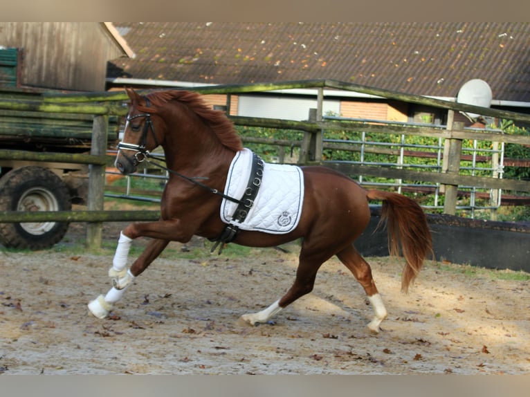 Hannoveraan Hengst 2 Jaar 168 cm Vos in Kutenholz