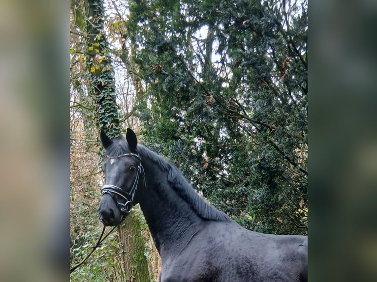 Hannoveraan Hengst 2 Jaar 168 cm Zwart in Barenburg
