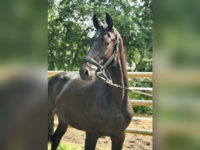 Hannoveraan Hengst 2 Jaar 168 cm Zwart in K&#xF6;lln Reisiek
