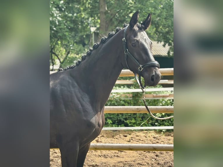 Hannoveraan Hengst 2 Jaar 168 cm Zwart in K&#xF6;lln Reisiek