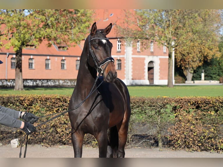 Hannoveraan Hengst 2 Jaar 169 cm Donkerbruin in Celle