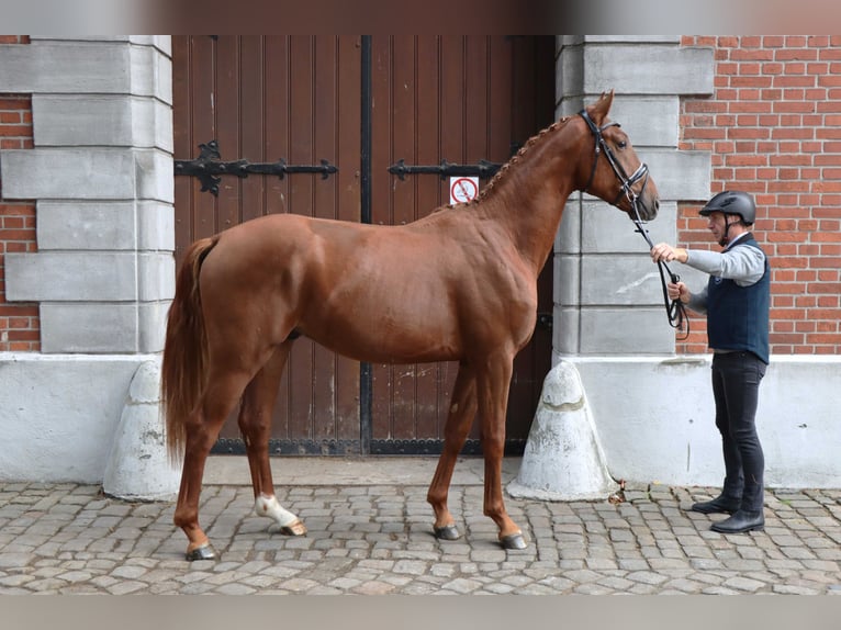 Hannoveraan Hengst 2 Jaar 169 cm Vos in Celle