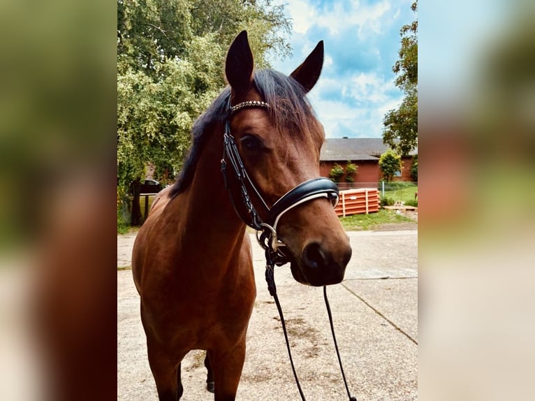 Hannoveraan Hengst 2 Jaar 170 cm Bruin in Berne