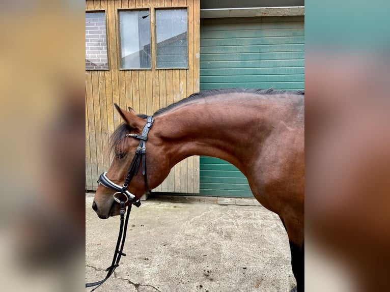 Hannoveraan Hengst 2 Jaar 170 cm Bruin in Berne