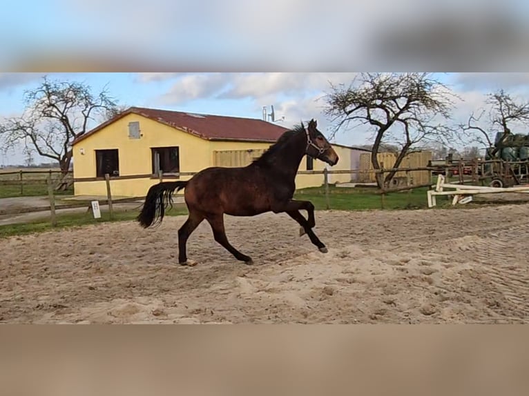 Hannoveraan Hengst 2 Jaar 170 cm Bruin in Osterbruch