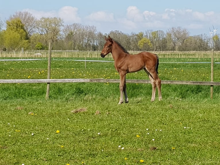 Hannoveraan Hengst 2 Jaar 170 cm Bruin in Osterbruch